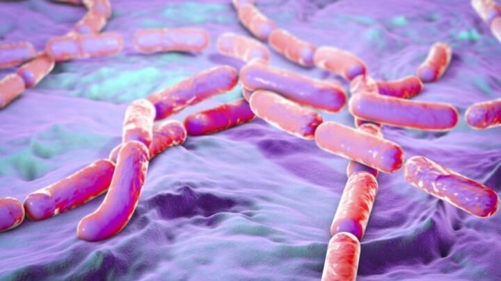 Khuẩn Bacillus cereus gây ngộ độc nguy hiểm thế nào